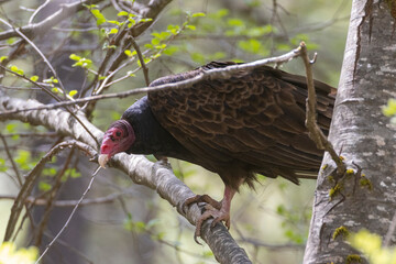 Turkey vulture (Cathartes aura) perched in a tree on a sunny day in Shasta County California, USA.