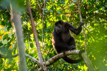 Mantled Howler Monkey - Alouatta palliata, beautiful noisy primate from Latin America forests and woodlands, Gamboa, Panama.