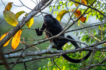 Mantled Howler Monkey - Alouatta palliata, beautiful noisy primate from Latin America forests and woodlands, Gamboa, Panama.