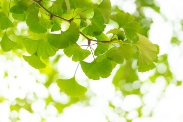 イチョウの若葉
