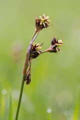 Luzula campestris - detail of a meadow plant flower.