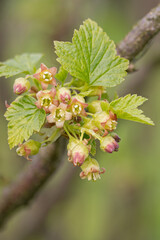 Close-up of a currant flower on a plant.