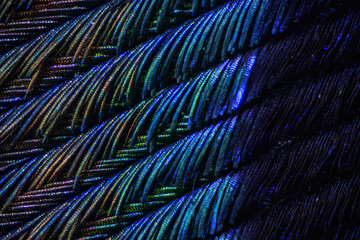 Detail of peacock feather structure.