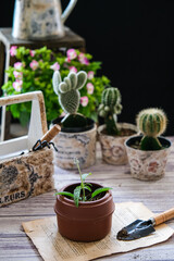 vintage gardening plants and flowers at home