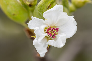 Top view of pear blossom.