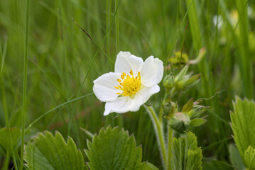 Photo of strawberry flower in May