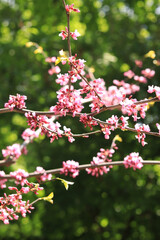 Blooming tree or bush on a blurred background. Pink flowers on the branches. Spring background with nature