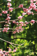 Blooming tree or bush on a blurred background. Pink flowers on the branches. Spring background with nature