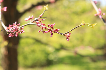 Blooming tree or bush on a blurred background. Pink flowers on the branches. Spring background with nature
