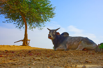 A holly cow in Indien against the blue sky