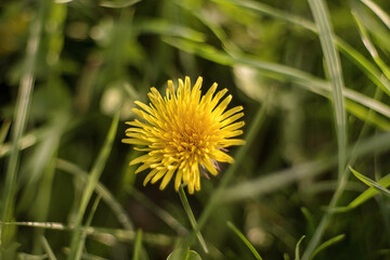 Blooming yellow dandelion flower Taraxacum officinale in meadow at springtime. 