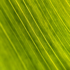 Zoom sur une feuille  