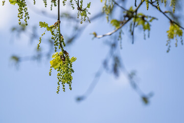 Summer oak flowers outdoors in nature.