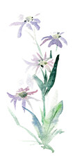 Bouquet of wild flowers. Illustration. Watercolor drawing, isolated on white background.