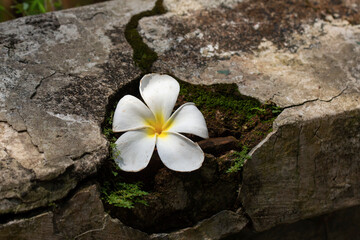 frangipani flowers in the ruins of old walls