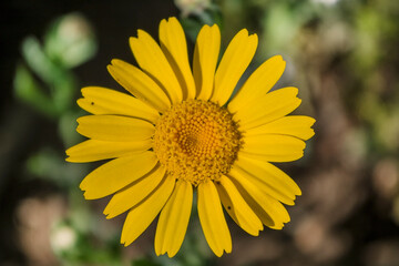 Beautiful yellow Glebionis segetum,corn marigold, corn daisy flower blooms.