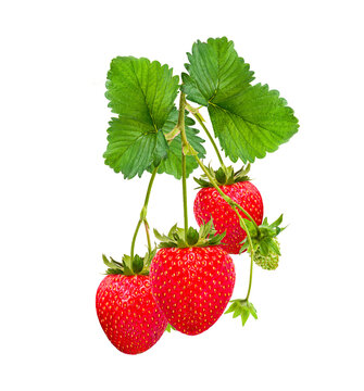 Strawberries png images _ strawberry in isolated white background _ fruits images _ decorated fruits images _ Indian fruits images 