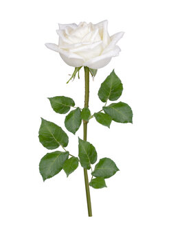 White rose flower png images _ rose images _ flower images _ decorated flower images _ white rose in isolated white background _ 