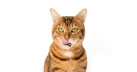 Lovely red cat licks his lips.
