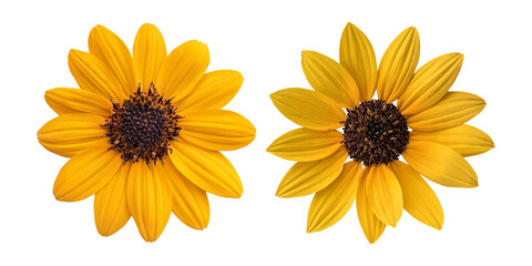  Yellow delta sunflowers isolated on transparent background