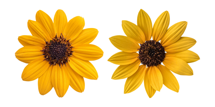  Yellow delta sunflowers isolated on transparent background