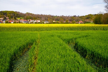 Green Grass Field with a Rapeseed Field and Bavarian Village in the Background