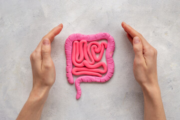 Human intestines colon organ shape. Digestive tract problems colitis or colon cancer