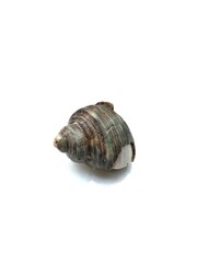 Sea conch sea shell isolated on white background. Clipping Path