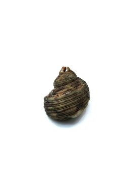 sea conch sea shell isolated on white background. Clipping Path