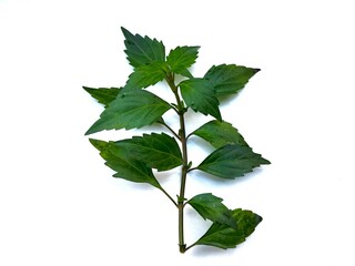 Cat's whiskers leaves (Orthosiphon aristatus) Indonesian native herbs on a white background