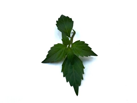 green leaf isolated white background, clipping path.