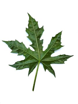 Green papaya leaf isolated white background, clipping path.
