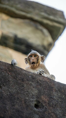 Close-up of a monkey with a meme face, sitting on a temple