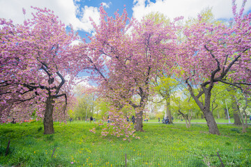 Fototapeta premium Cherry Blossoms
