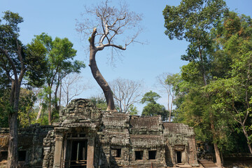Ta Phrom temple with trees growing from the rocks (which inspired Tombraider, Lara Croft) © Vincent