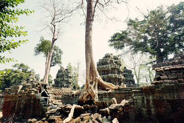 Ta Phrom temple with trees growing from the rocks (which inspired Tombraider, Lara Croft) - obrazy, fototapety, plakaty