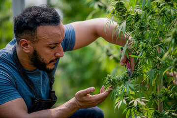 Farmer examining hemp plant in field, growing hemp plant, flowering marijuana plant, marijuana in greenhouse, marijuana research, medical marijuana, CBD hemp oil as legal medicine.