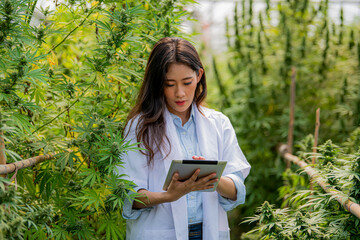 Smart young Asian researchers with Asian cannabis farmers use modern tablet technology to investigate cannabis control or cannabis cultivation in greenhouses. agriculture marijuana farm business