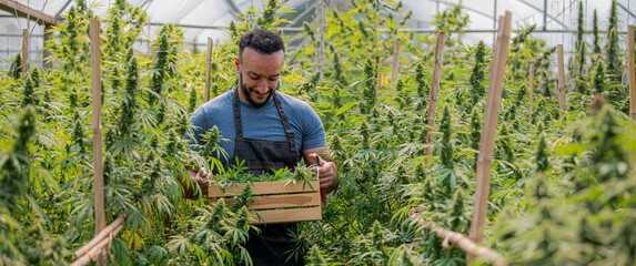 Farmer examining hemp plant in field, growing hemp plant, flowering marijuana plant, marijuana in greenhouse, marijuana research, medical marijuana, CBD hemp oil as legal medicine.