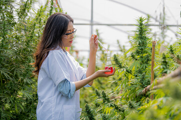 Researchers working in hemp fields They are inspecting the plants. cannabis research cbd oil alternative herbal medicine concept