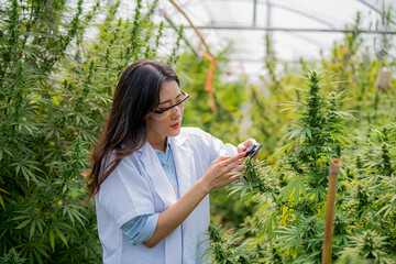 An Asian Agriculturist, Farmer or Gardener Woman using vernier caliper to measure the scale of the cannabis flower among the soft of sun light, Legal cannabis cultivation.