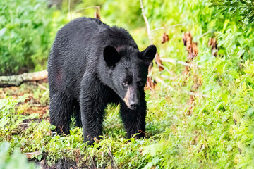 Black bear cub in green forest