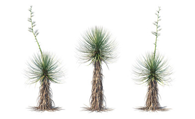 Naklejka premium Many kinds of cacti on transparent background