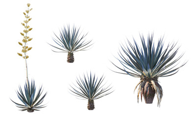 Many kinds of cacti on transparent background