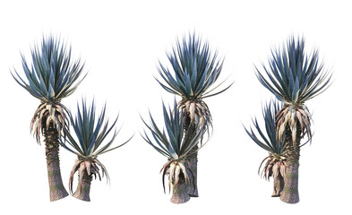 Many kinds of cacti on transparent background