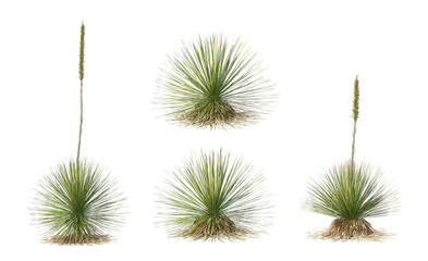 Many kinds of cacti on transparent background
