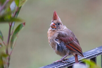 young female cardinal on rail