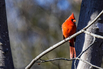 Young male cardinal on tree branch