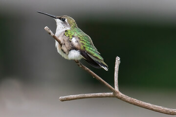 Fototapeta na wymiar female ruby throated hummingbird with fluffed up feathers