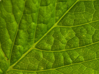 Fresh green leaves branch isolated on white background       